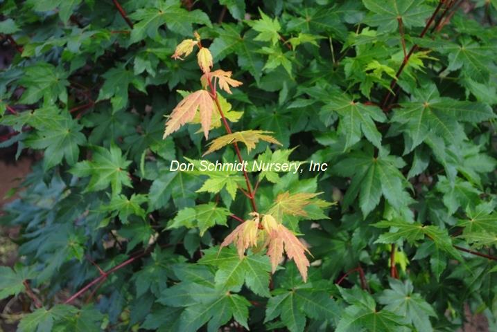 Acer circinatum x palmatum 'Herbstfeuer'