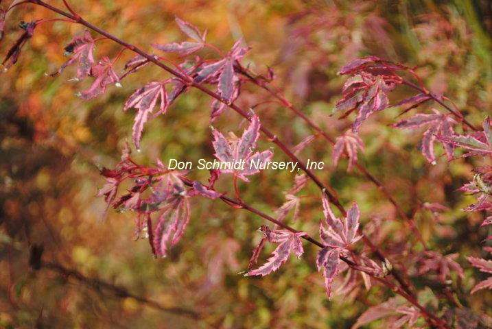 Acer palmatum 'Butterfly'