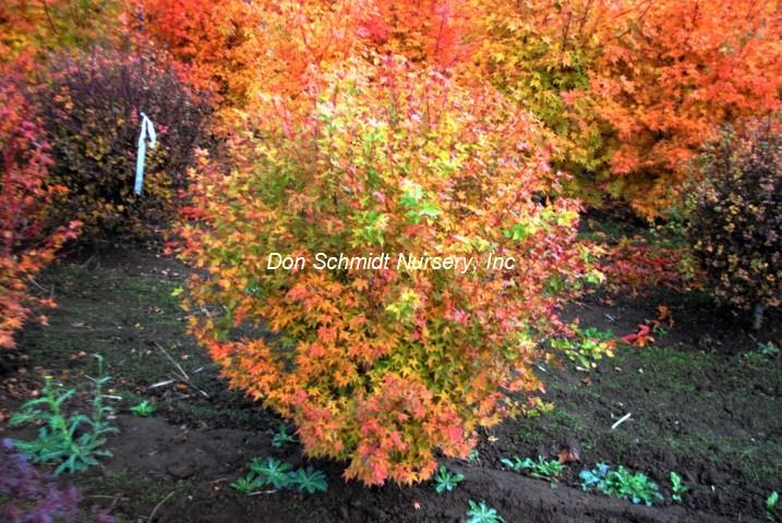 Acer palmatum 'Winter Flame'