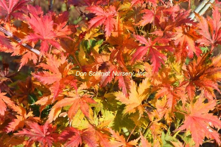 Acer japonicum 'Ki Hachijo'