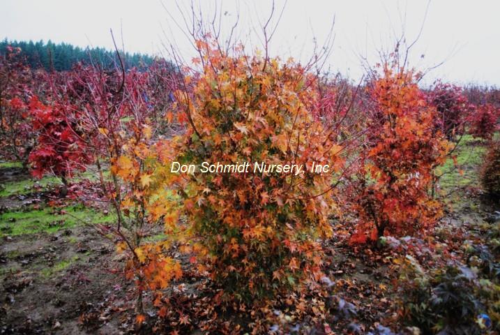 Acer palmatum 'Taiyo Nishiki'