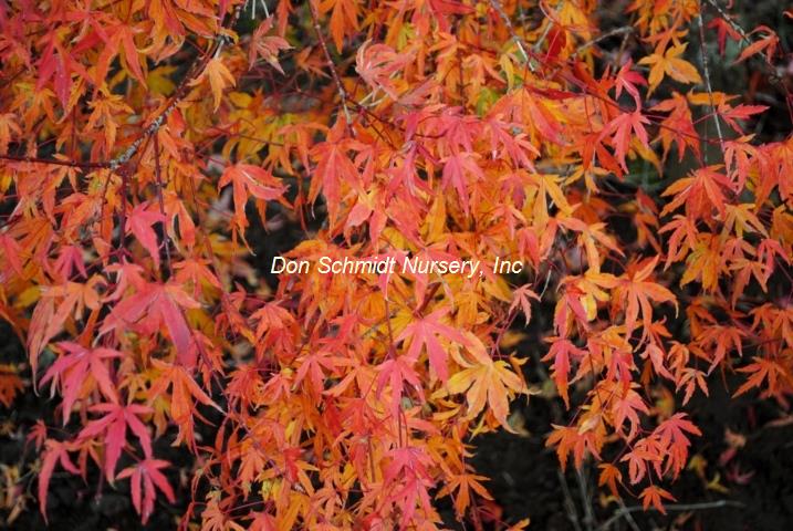 Acer palmatum 'Kagiri Nishiki'