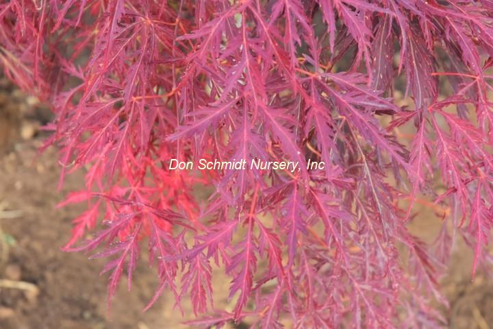 Acer palmatum 'Pendulum Julian' – Garden Treasures Nursery