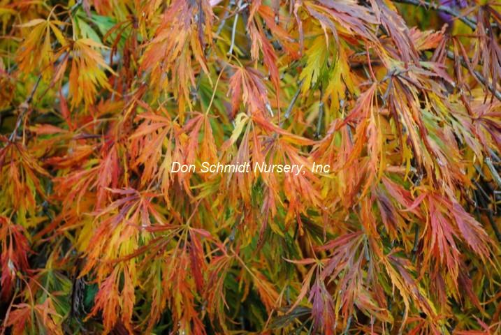 Acer palmatum 'Sekimori'