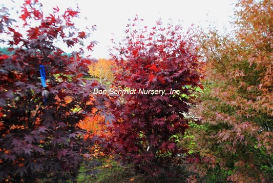 Acer palmatum 'Crimson Prince'