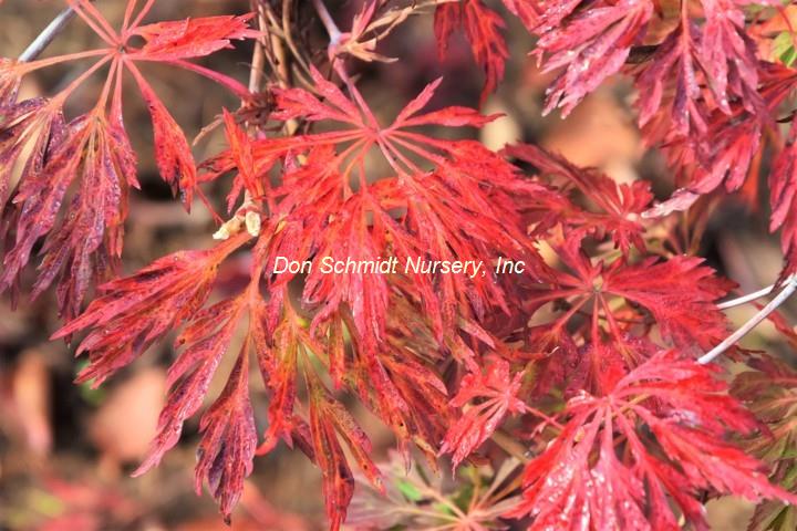 Acer japonicum 'Oregon Fern'