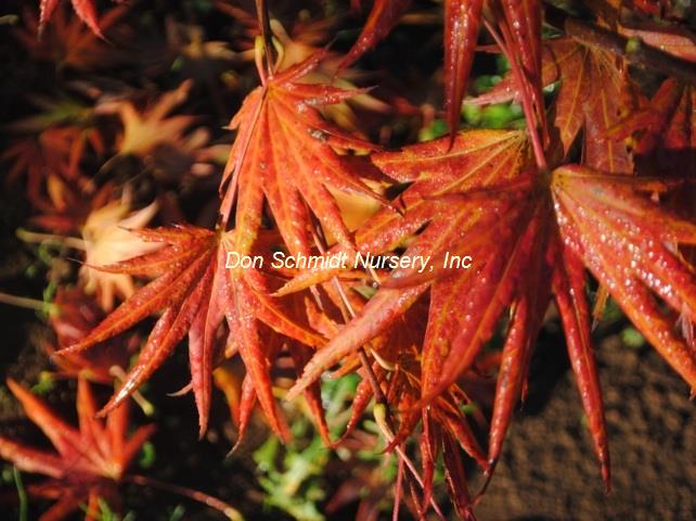 Acer shirasawanum 'Mr. Sun'