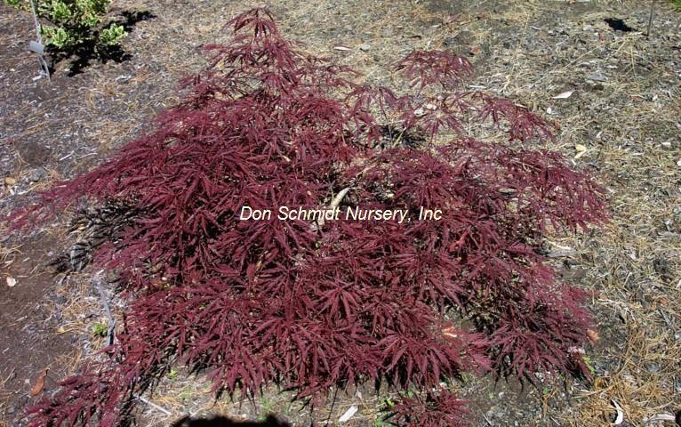 Acer japonicum 'Stella Rosa'