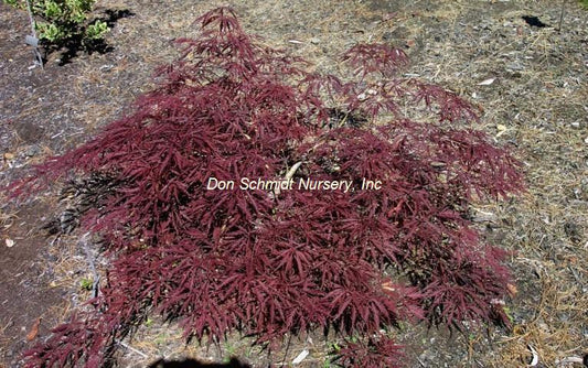 Acer japonicum 'Stella Rosa'