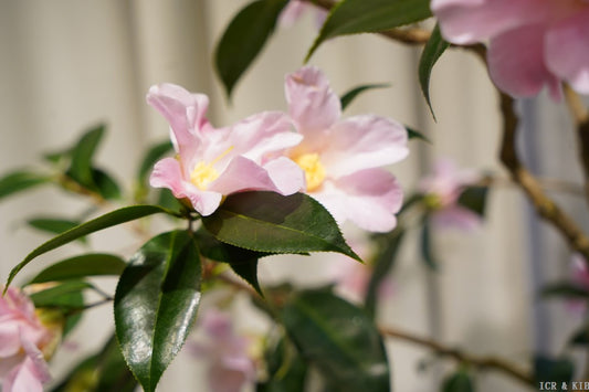 Camellia 'Sukiya'