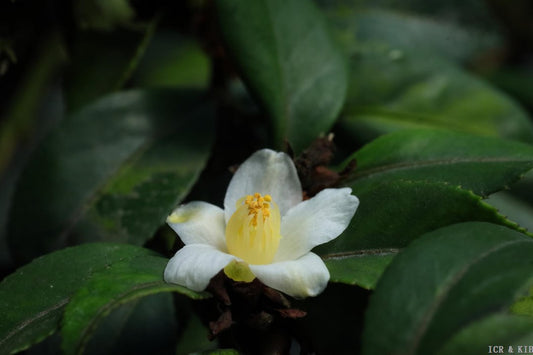Camellia brevistyla