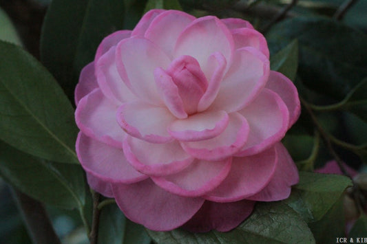Camellia x williamsii 'Joe Nuccio'