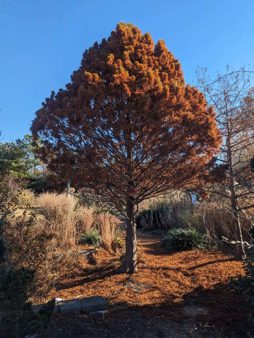 Taxodium distichum 'Jim's Little Guy''
