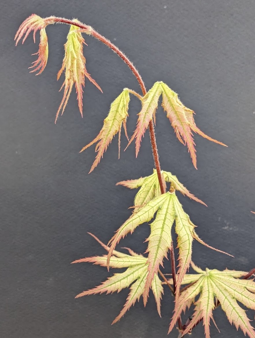 Acer palmatum 'Firefly'
