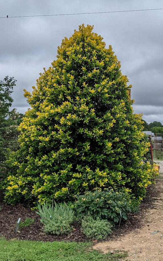 Ilex x 'Whoa Nellie'