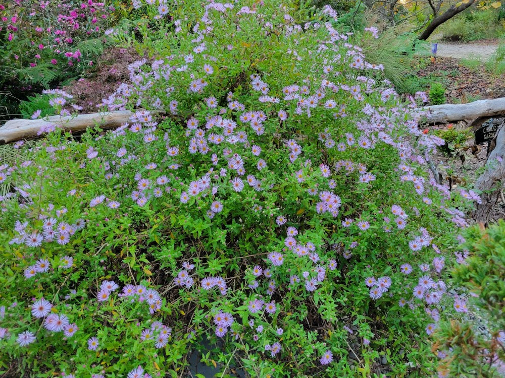 Ampelaster (Aster) carolinianus