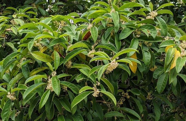 Osmanthus fragrans 'Conger Yellow'