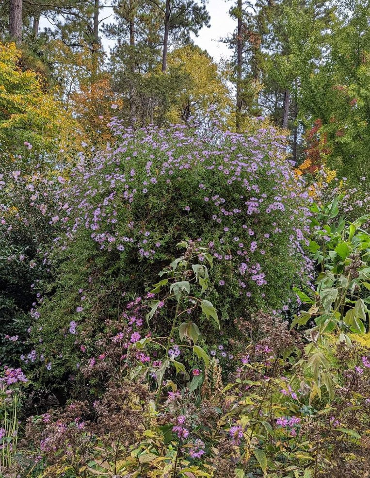 Ampelaster (Aster) carolinianus