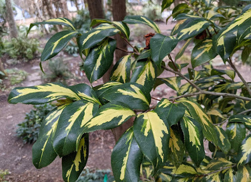 Camellia japonica 'Taiyo'