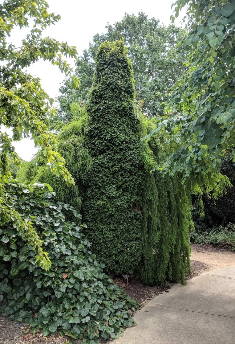 Carpinus betulus 'Nana Columnaris'