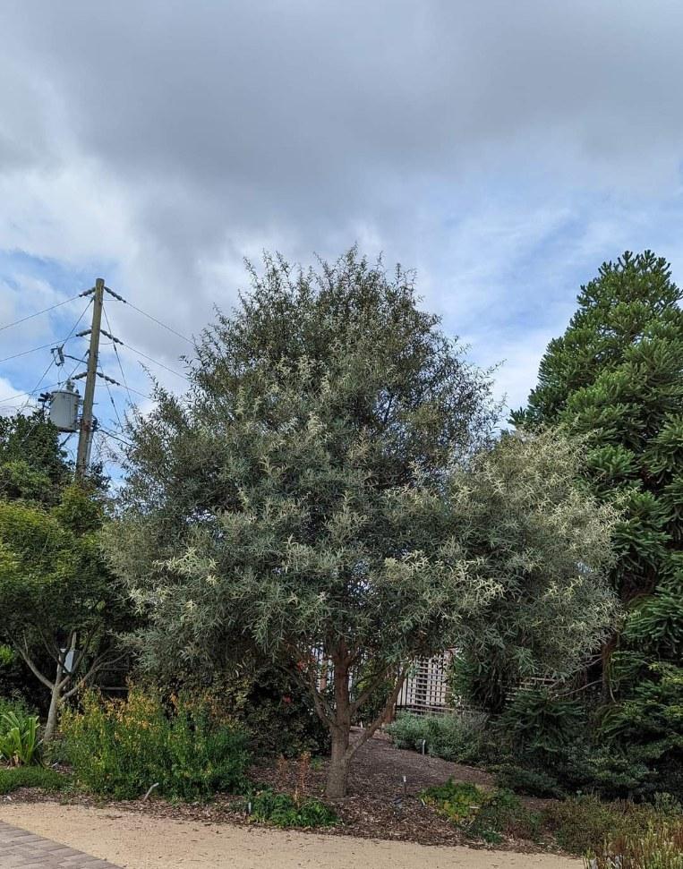 Quercus hypoleucoides