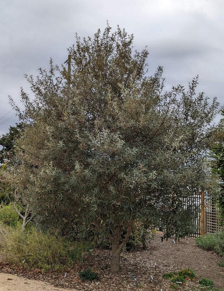 Quercus hypoleucoides