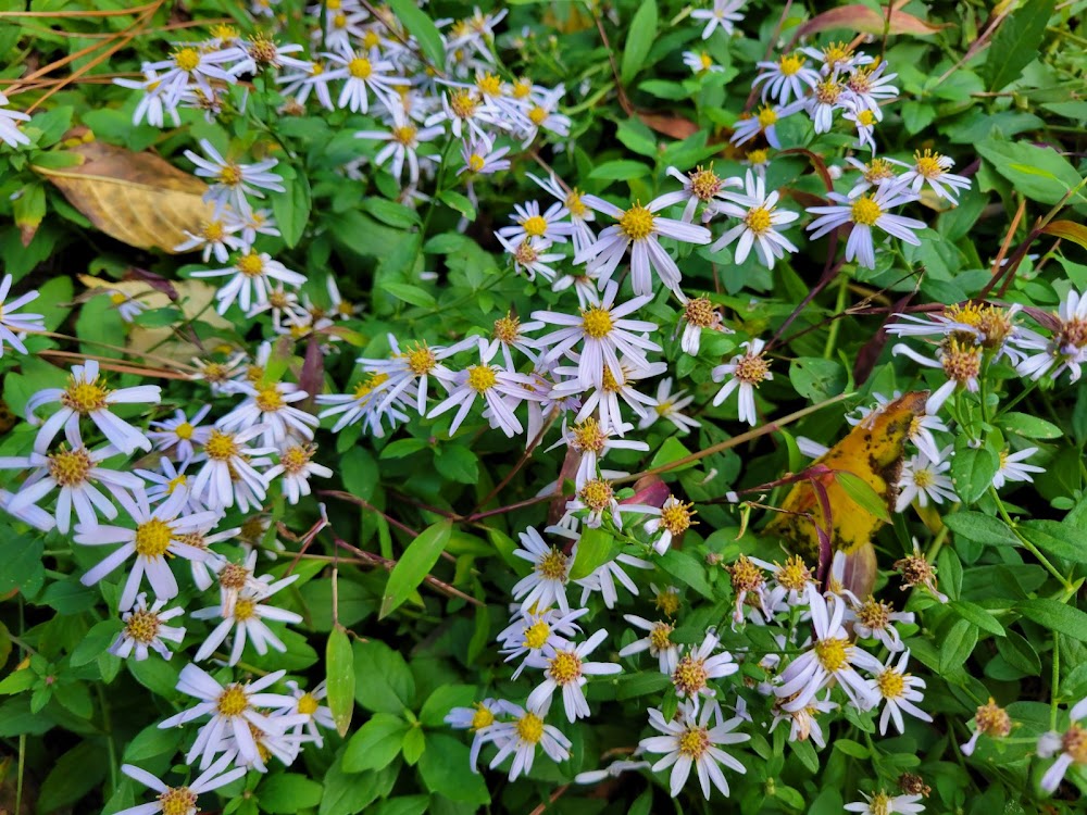 Ampelaster (Aster) carolinianus