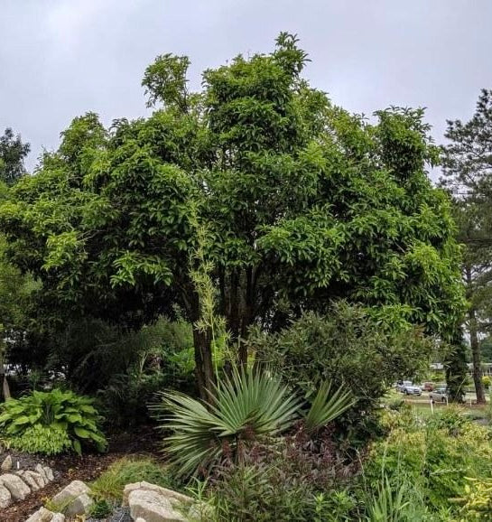 Osmanthus fragrans 'Conger Yellow'