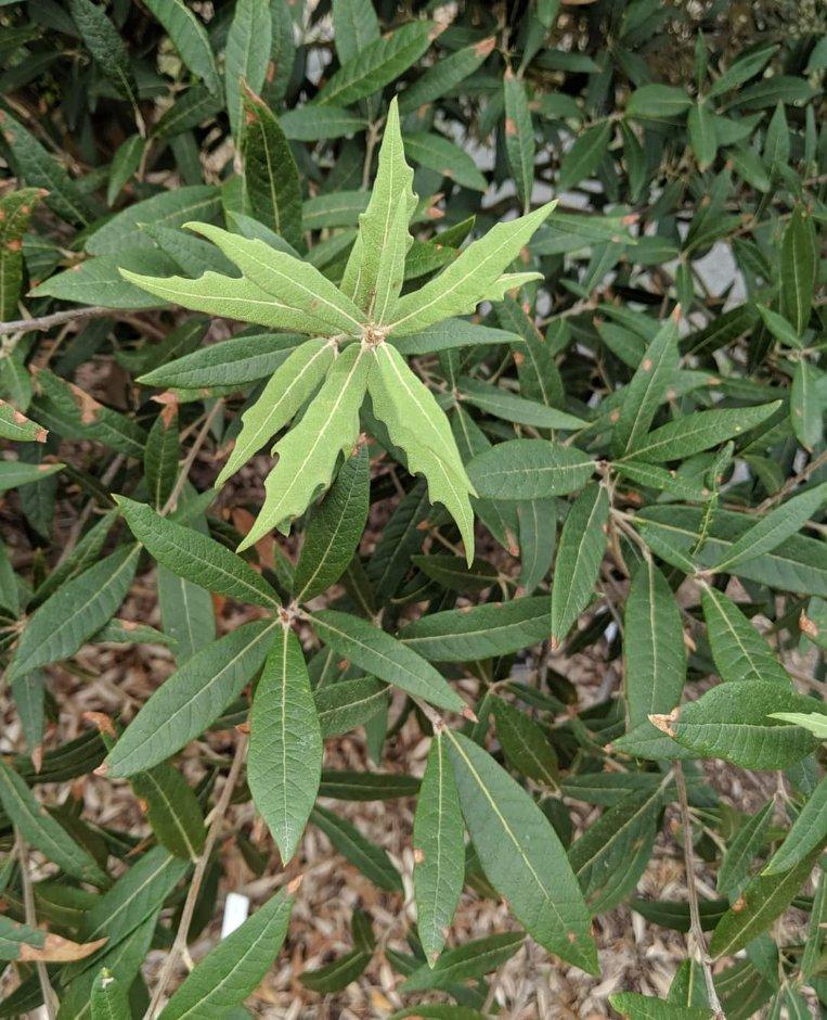 Quercus hypoleucoides