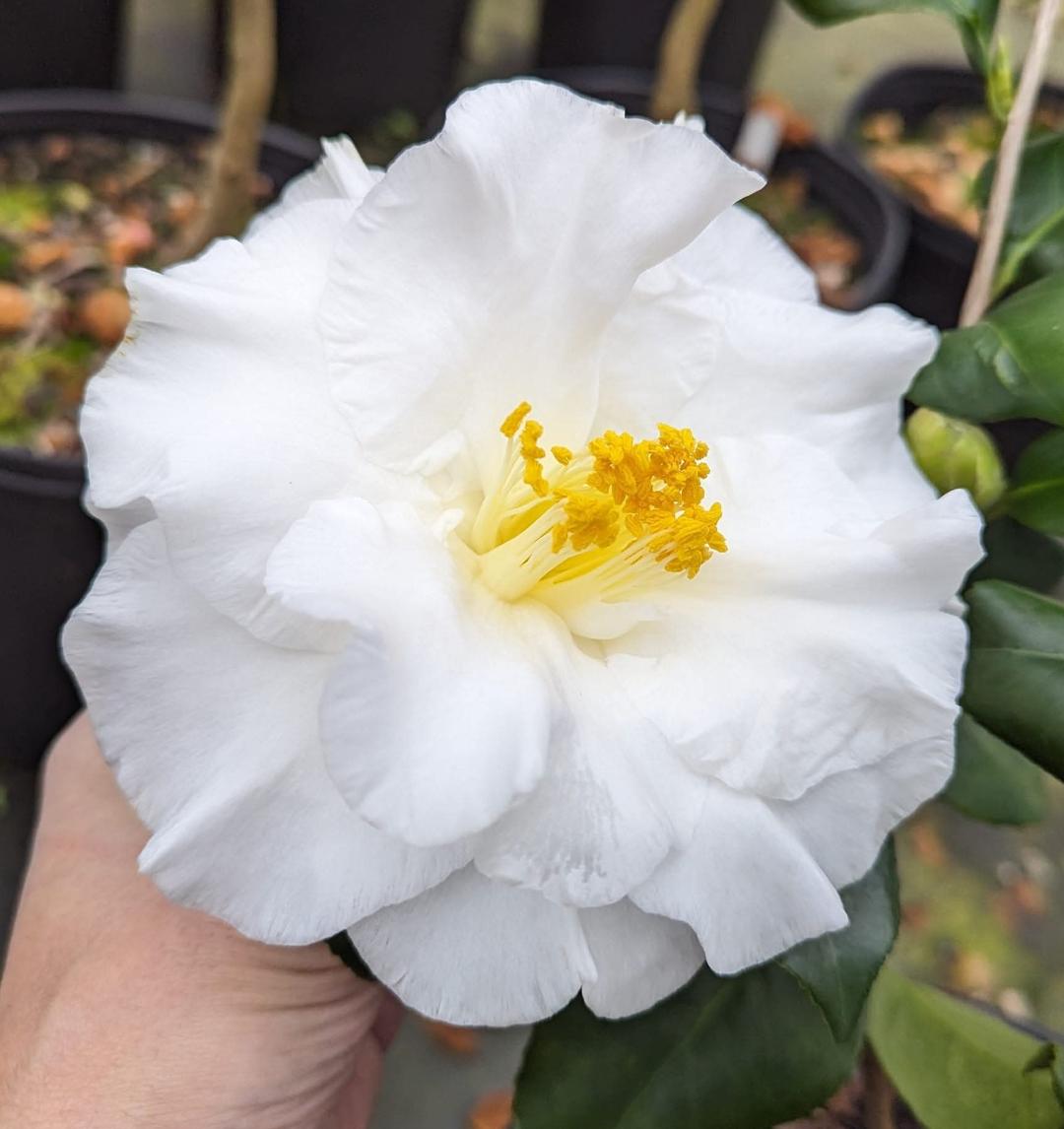 camellia japonica white Camellia japonica 'Dear Jenny' – Garden Treasures Nursery