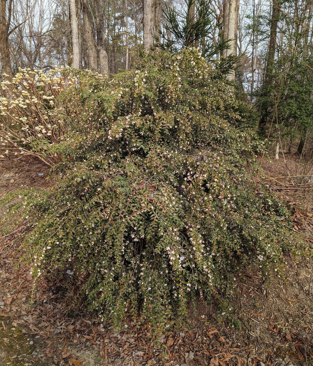 Camellia minutiflora