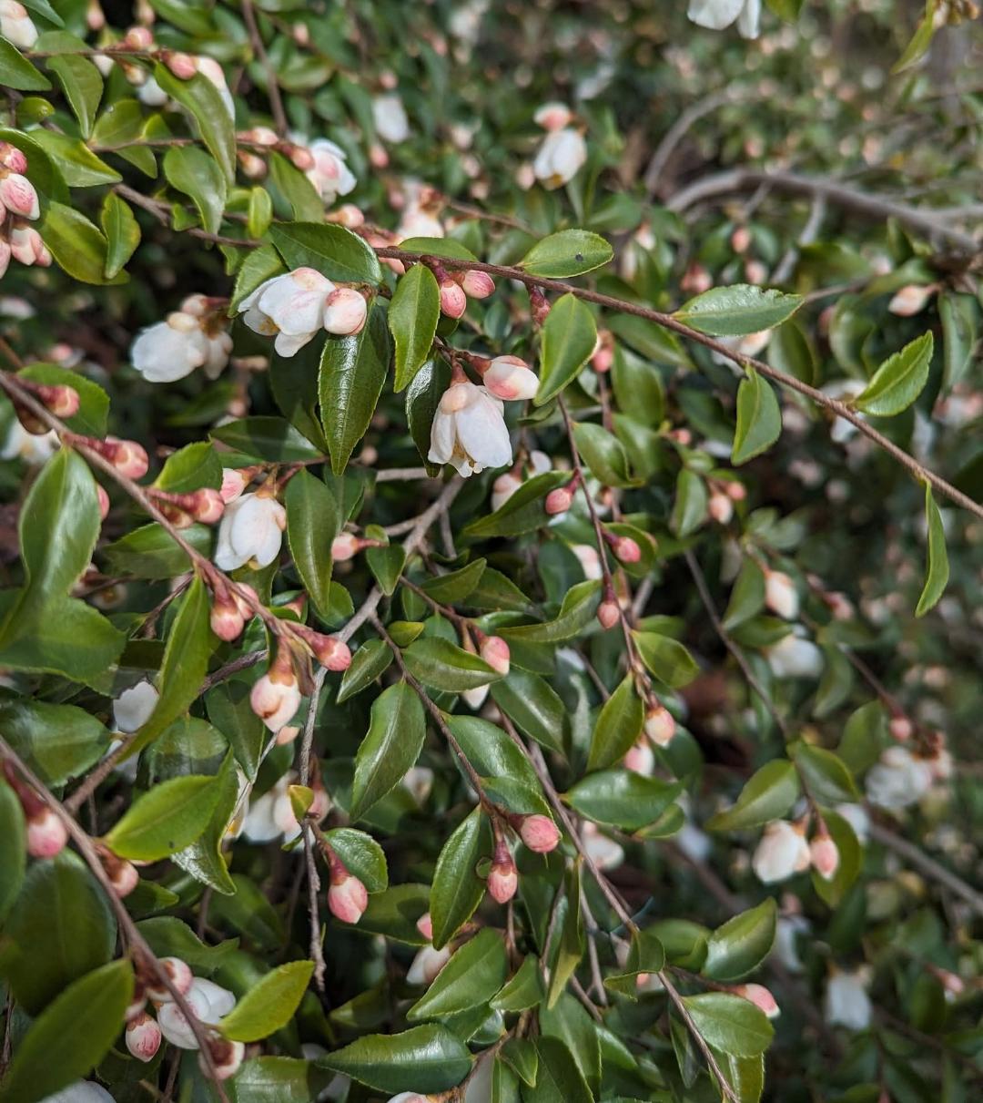 Camellia minutiflora