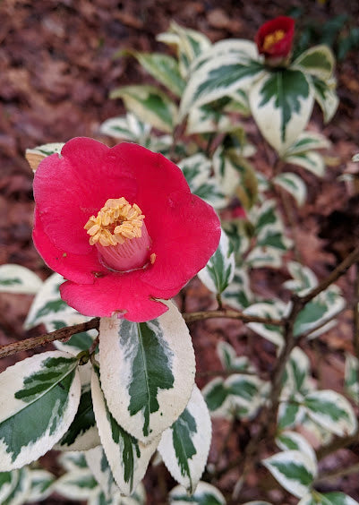 Camellia 'Koshi-No-Fubuki'
