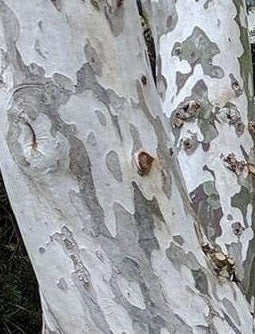 Cornus wilsoniana 'White Jade' RARE
