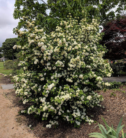 Viburnum plicatum 'Mary Milton'