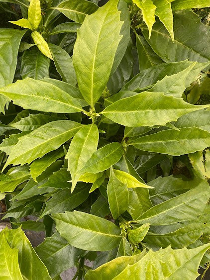 Aucuba japonica 'Natsu No Kumo' RARE