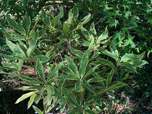 Illicium floridanum 'Southern Star'