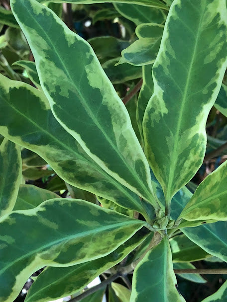Illicium floridanum 'Southern Star'