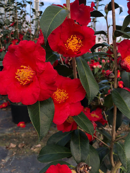 Camellia 'Inferno' RARE