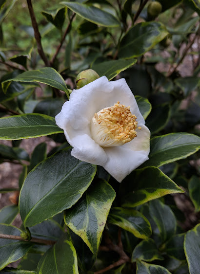 Camellia 'Benten Shiratama'