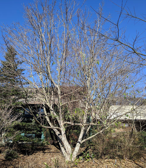Cornus wilsoniana 'White Jade' RARE