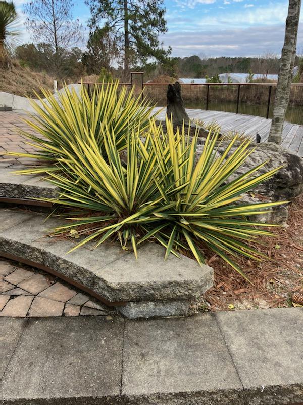 Yucca flaccida 'Color Guard'