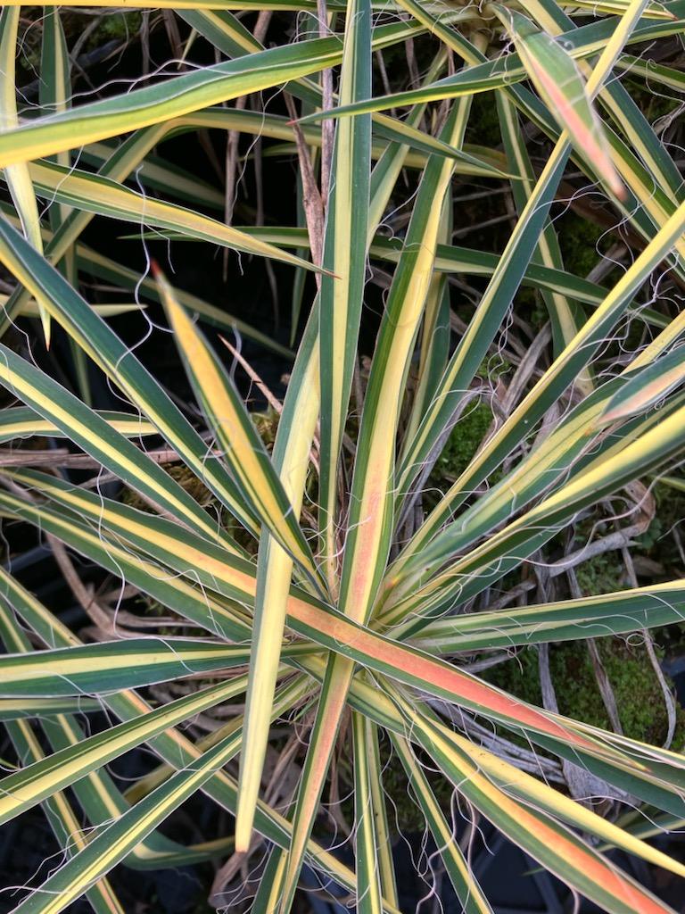 Yucca flaccida 'Color Guard'