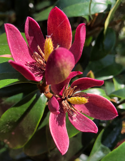 Magnolia x 'Stellar Ruby' PP 29778 GARDEN TREASURES INTRODUCTION