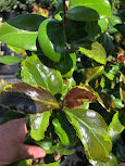 Camellia japonica ‘Mars Attack’ - EXCLUSIVE NEW RELEASE, GARDEN TREASURES INTRODUCTION. VERY RARE!