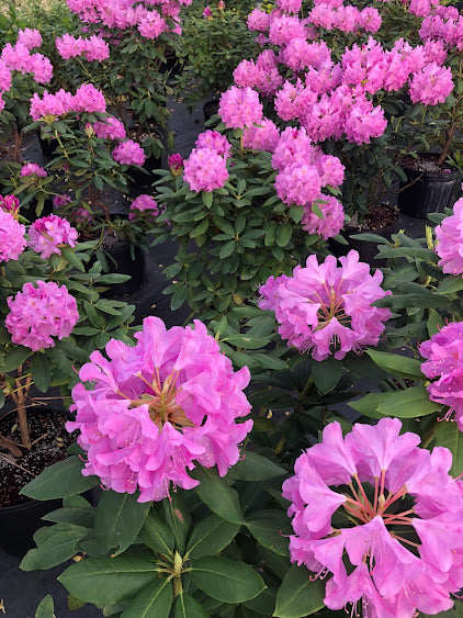 Rhododendron catawbiense 'Royal Resilience' PP 33702- EXCLUSIVE NEW RELEASE, GARDEN TREASURES INTRODUCTION