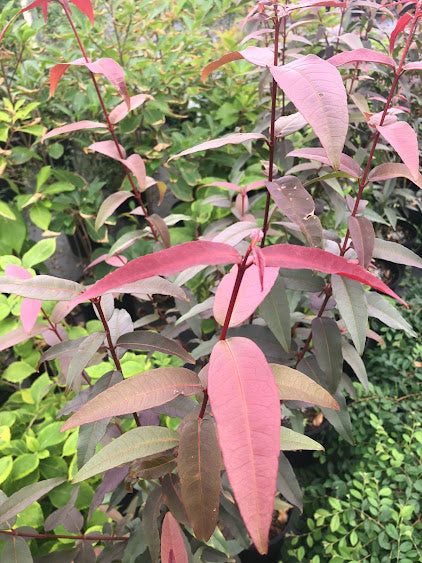 Acer laevigatum 'Hong Long' Evergreen Chinese Maple EXTREMELY RARE