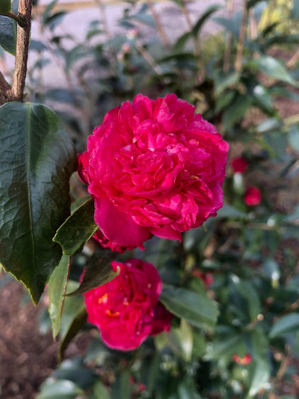 Camellia 'Hollyhocks' RARE