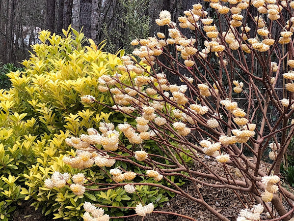 Edgeworthia chrysantha 'Snow Cream'