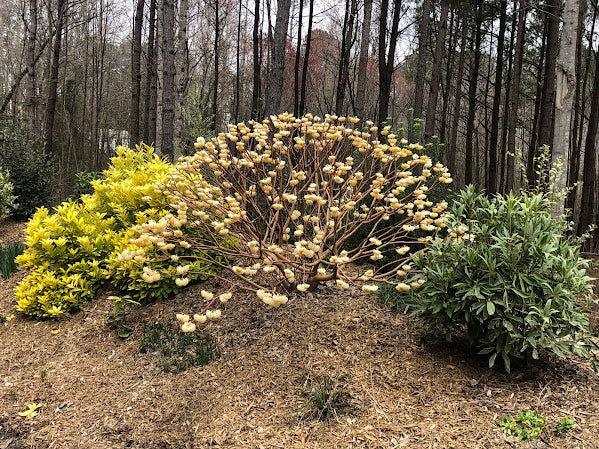 Edgeworthia chrysantha 'Snow Cream'